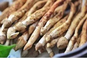 它被稱為“雞樅菌里的法拉利”，不是有錢就能吃到